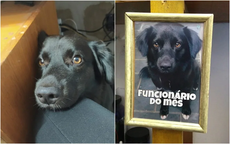 Duas fotos de um mesmo cachorro. Na esquerda, o cachorro preto de olhos castanhos e porte médio está encostado na perna de uma pessoa ao lado de um móvel de madeira. Na imagem da direita, um retrato do mesmo cachorro pendurado na parede escrito 'funcionário do mês'.